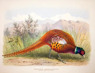 Phasianus zarafshanicus, c.1896-1921